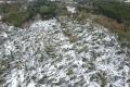 Forest Service urged to remove fallen trees 8 months on from Storm Eowyn