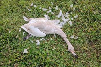 DAERA response 'not good enough' after bird flu detected in swan near Caledon