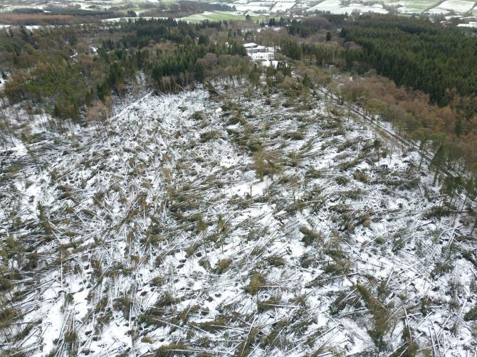 Forest Service urged to remove fallen trees 8 months on from Storm Eowyn