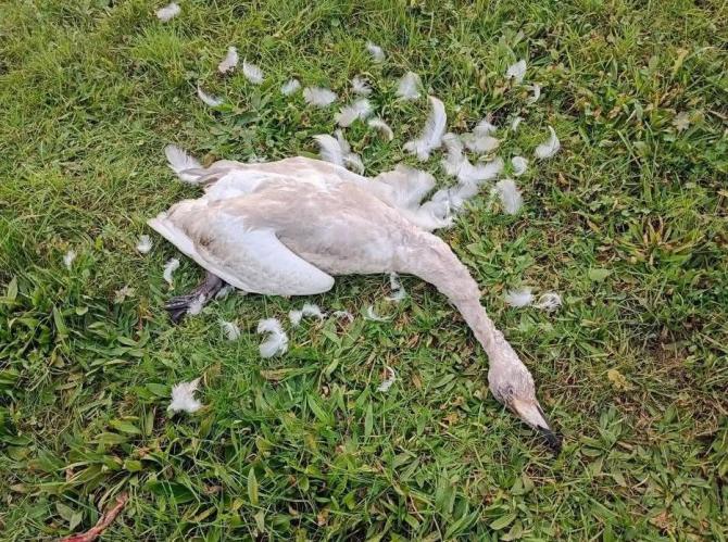 DAERA response 'not good enough' after bird flu detected in swan near Caledon